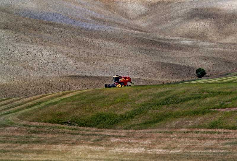 Senese Landscape