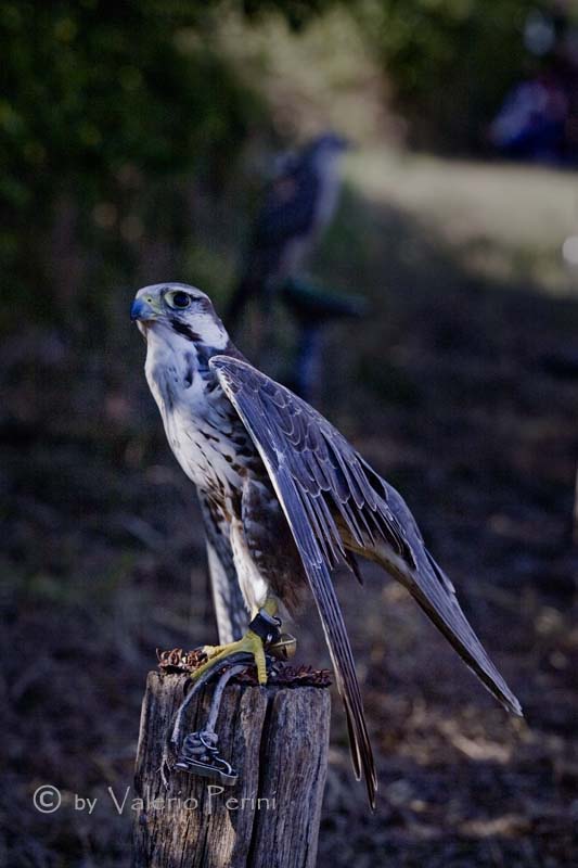 Cavalli e l'Arte della Falconeria a Monteriggioni