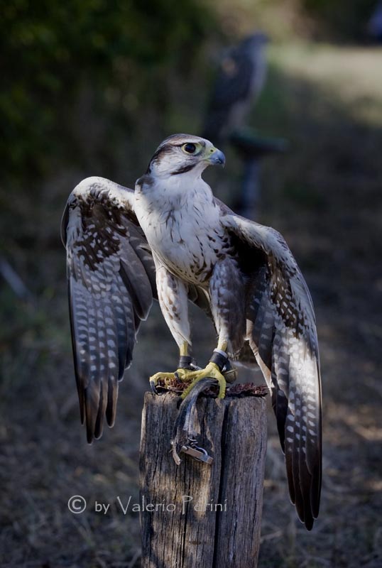 Cavalli e l'Arte della Falconeria a Monteriggioni