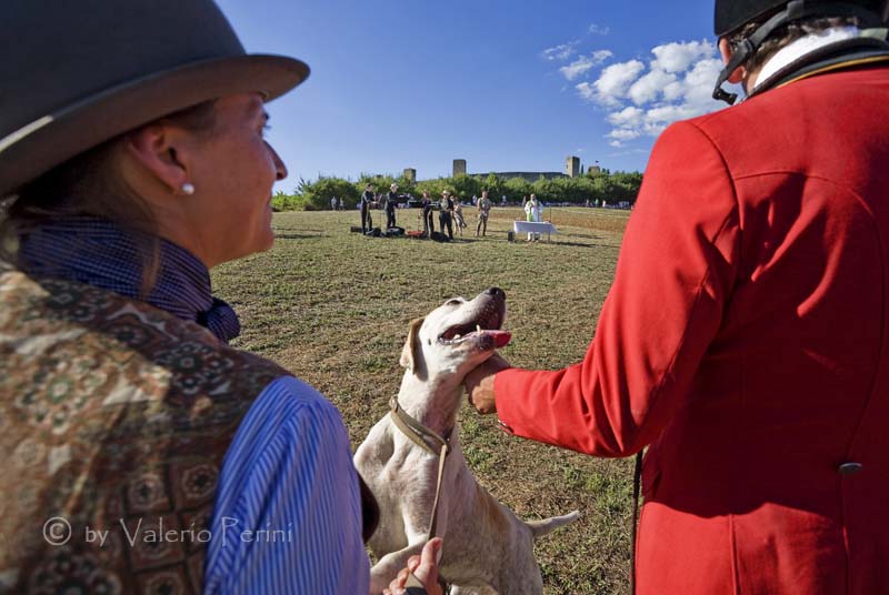 Cavalli e l'Arte della Falconeria a Monteriggioni