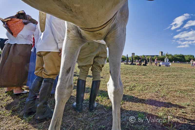 Cavalli e l'Arte della Falconeria a Monteriggioni