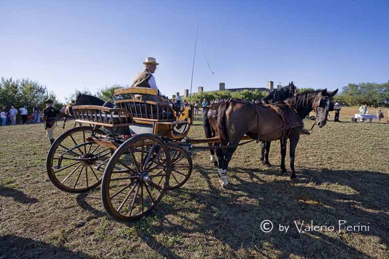 Cavalli e l'Arte della Falconeria a Monteriggioni