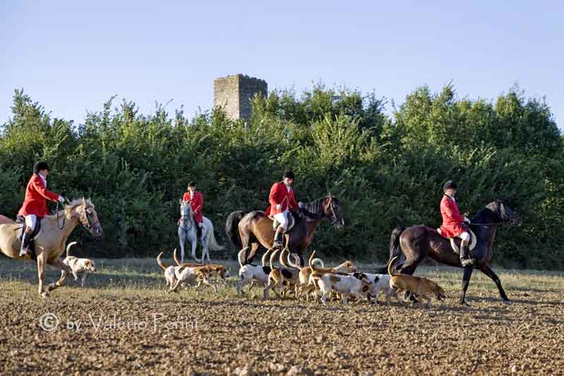 Cavalli e l'Arte della Falconeria a Monteriggioni