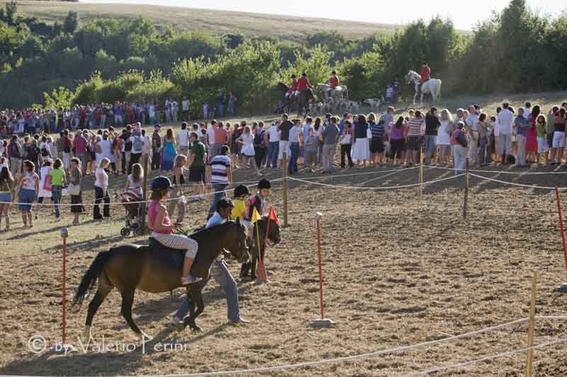 Cavalli e l'Arte della Falconeria a Monteriggioni