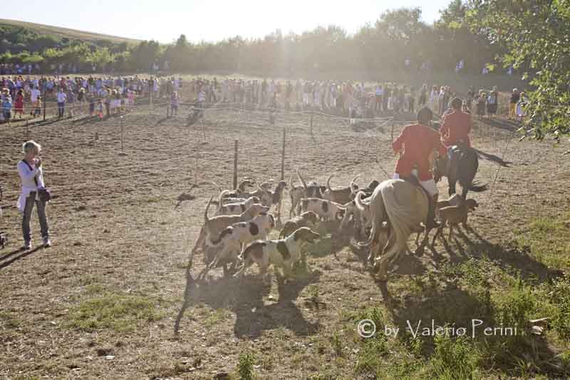 Cavalli e l'Arte della Falconeria a Monteriggioni