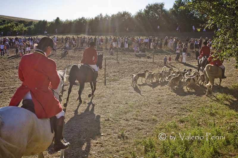 Cavalli e l'Arte della Falconeria a Monteriggioni