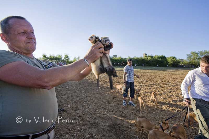 Cavalli e l'Arte della Falconeria a Monteriggioni