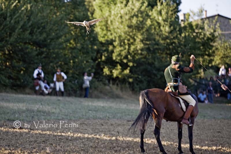 Cavalli e l'Arte della Falconeria a Monteriggioni