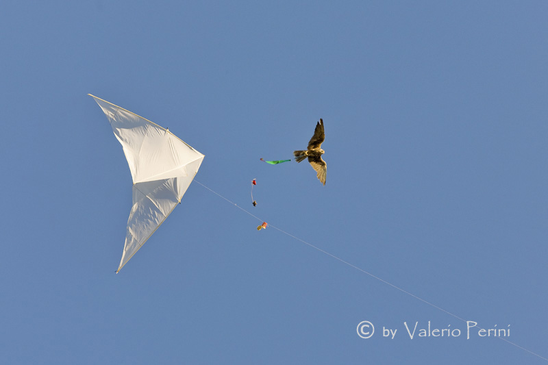 Cavalli e l'Arte della Falconeria a Monteriggioni